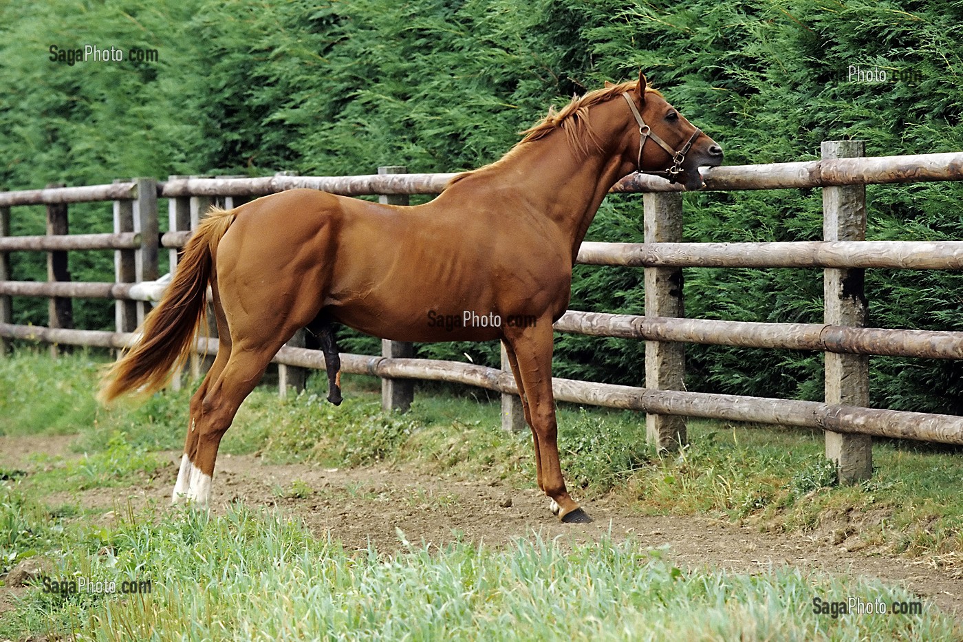 ETALON EN RUT, HARAS DE VICTOT, CALVADOS (14), NORMANDIE, FRANCE 