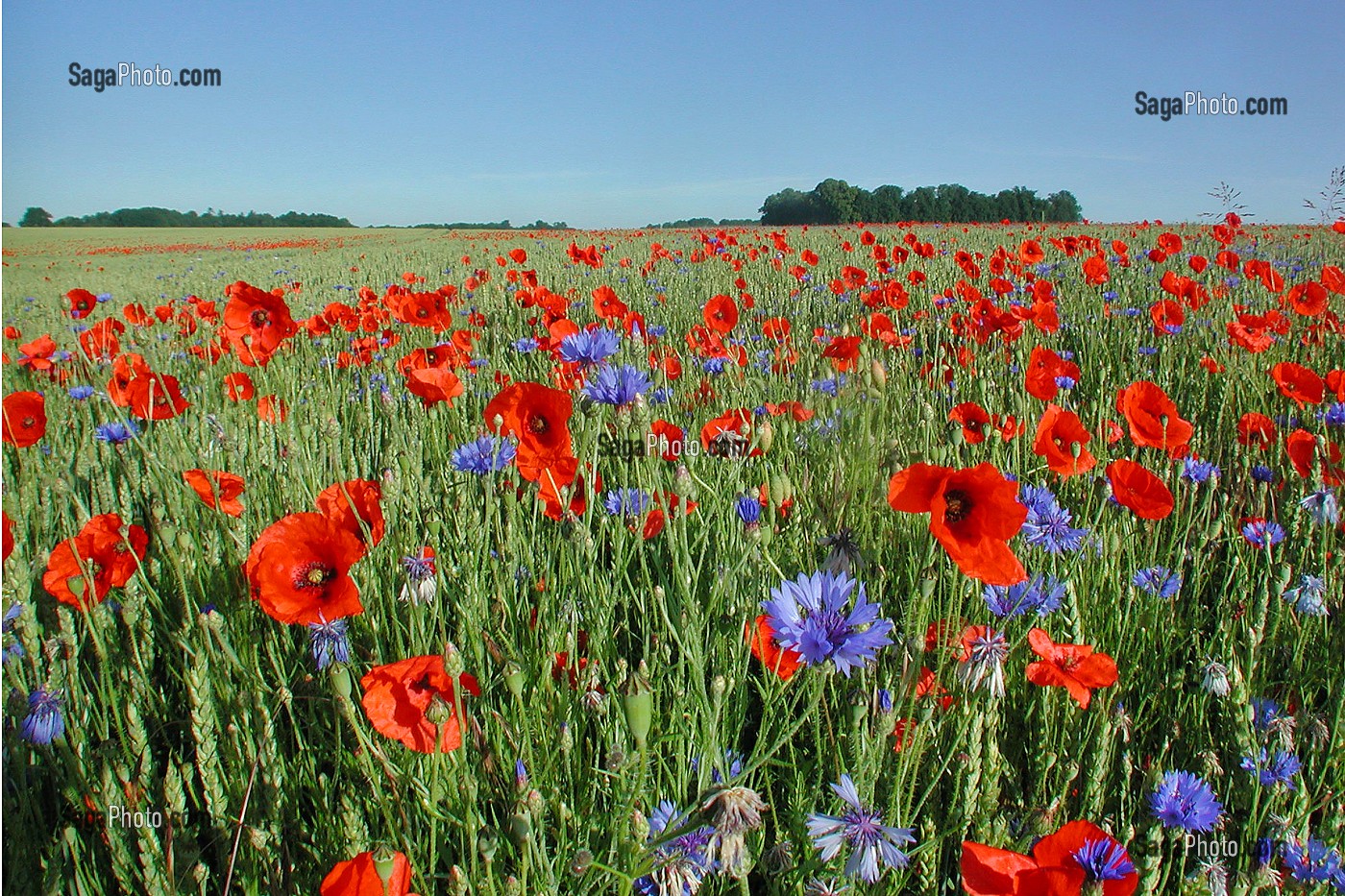 photo de CHAMPS DE BLE AVEC DES COQUELICOTS ET DES BLEUETS, ORNE (61)