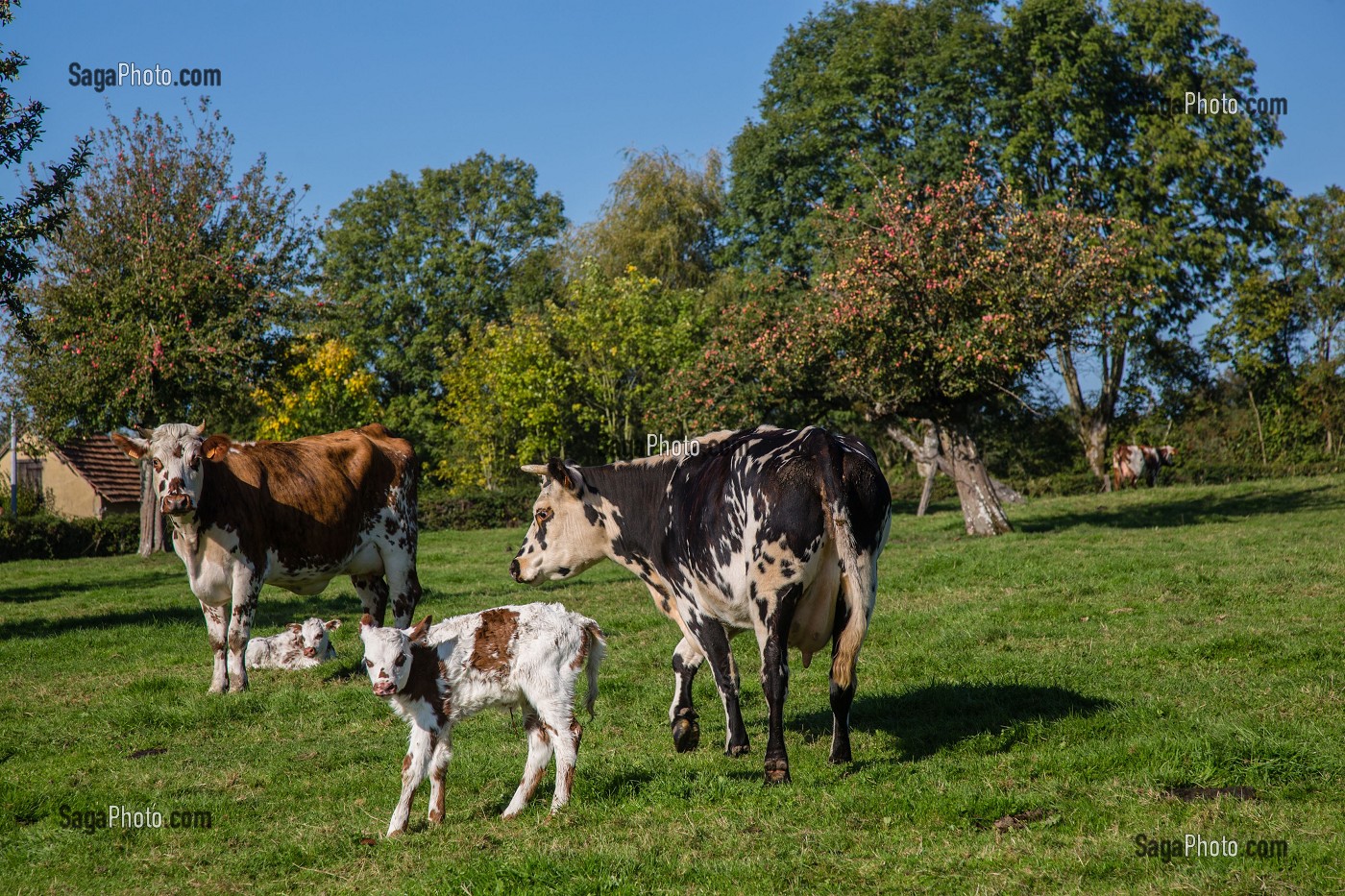 VACHES NORMANDES, (61) ORNE, BASSE NORMANDIE, FRANCE 