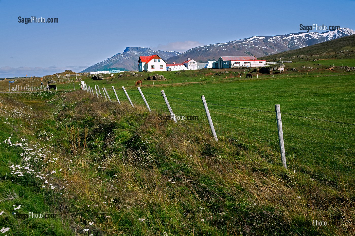 AGRICULTURE EN ISLANDE, EUROPE 