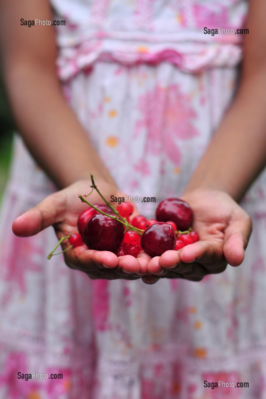 PETITE FILLE, FRUITS ROUGE, SOMME (80), PICARDIE, FRANCE 