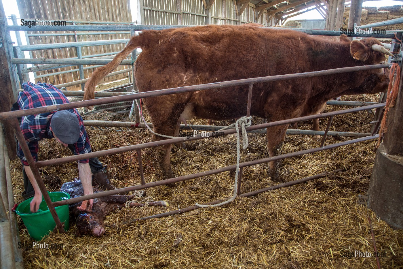 VELAGE DE LA VACHE ET NAISSANCE DU VEAU, ELEVAGE DE BOVINS A VIANDE DE RACE LIMOUSINE DE FABIEN DUMONT, SAINT-AUBIN-LE-VERTUEUX, EURE (27), FRANCE 