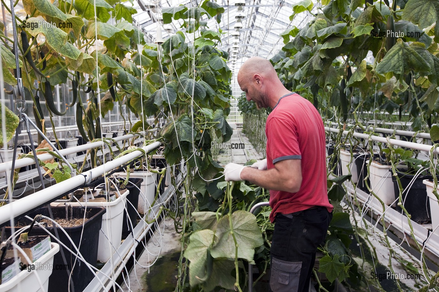 photo de HOMME QUI ENTRETIENT DES PLANTS DE CONCOMBRES DANS UNE SERRE ...