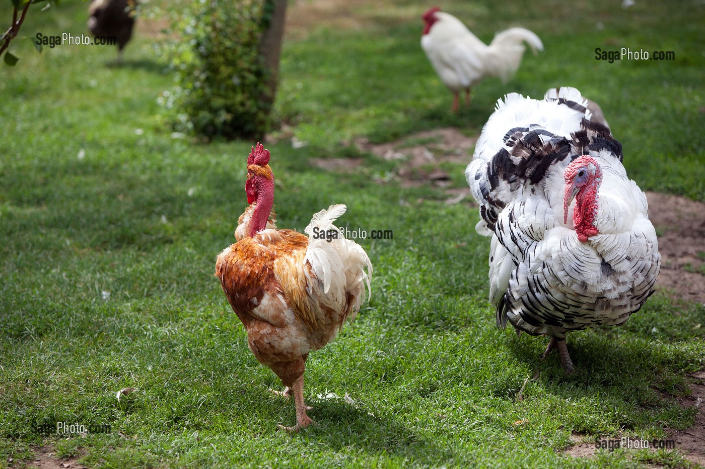 video coq nu wannonce eure video coq nu wannonce eure