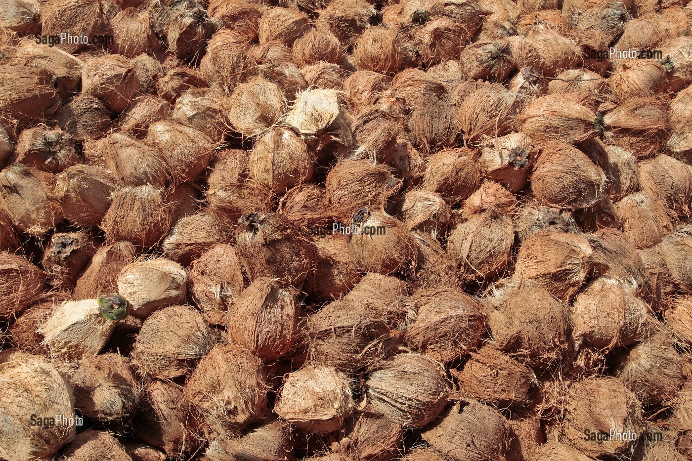 photo de TAS DE NOIX DE COCO DECORTIQUEES DANS UNE EXPLOITATION ARBORICOLE, BANG SAPHAN