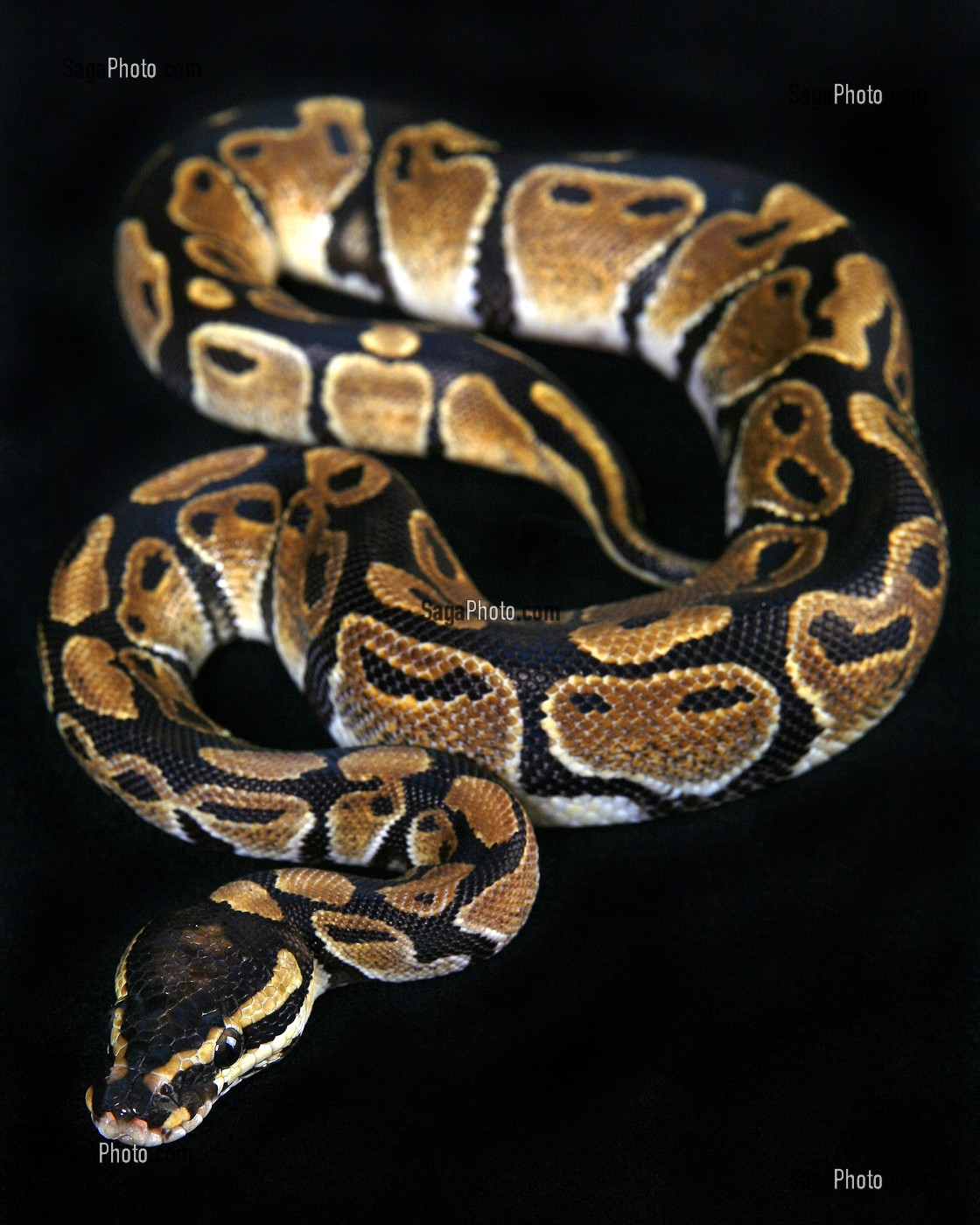 photo de PYTHON ROYAL, PRISE DE VUE EN STUDIO, FRANCE