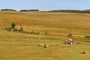 TRAVAUX DES FOINS EN AUBRAC, AVEYRON (12) 