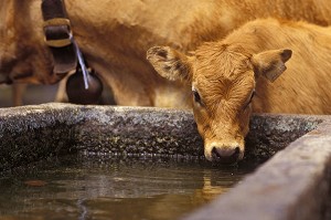 VEAU DE RACE AUBRAC BUVANT DE L'EAU.  ARRIVEE DE LA TRANSHUMANCE A AUBRAC, AVEYRON (12) 