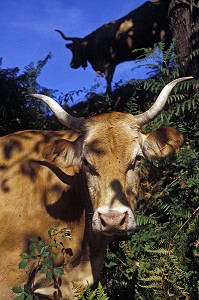 GROS PLAN VACHES DE RACE BEARNAISE 