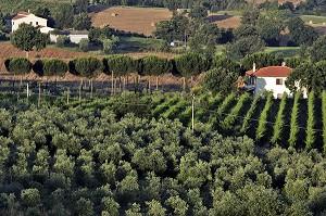 PLANTATION D'OLIVIERS ET VIGNOBLES, MAGLIANO IN TOSCANA, REGION DE GROSSETO, MAREMME, MAREMMA, TOSCANE, ITALIE 