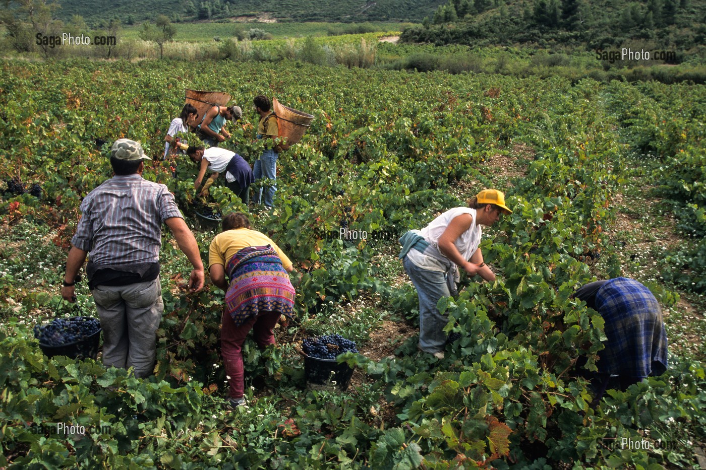 VENDANGEURS, CHATEAU PECH-LATT, TERROIR DE LAGRASSE, REGION DES VINS DE CORBIERES, AUDE (11), FRANCE 