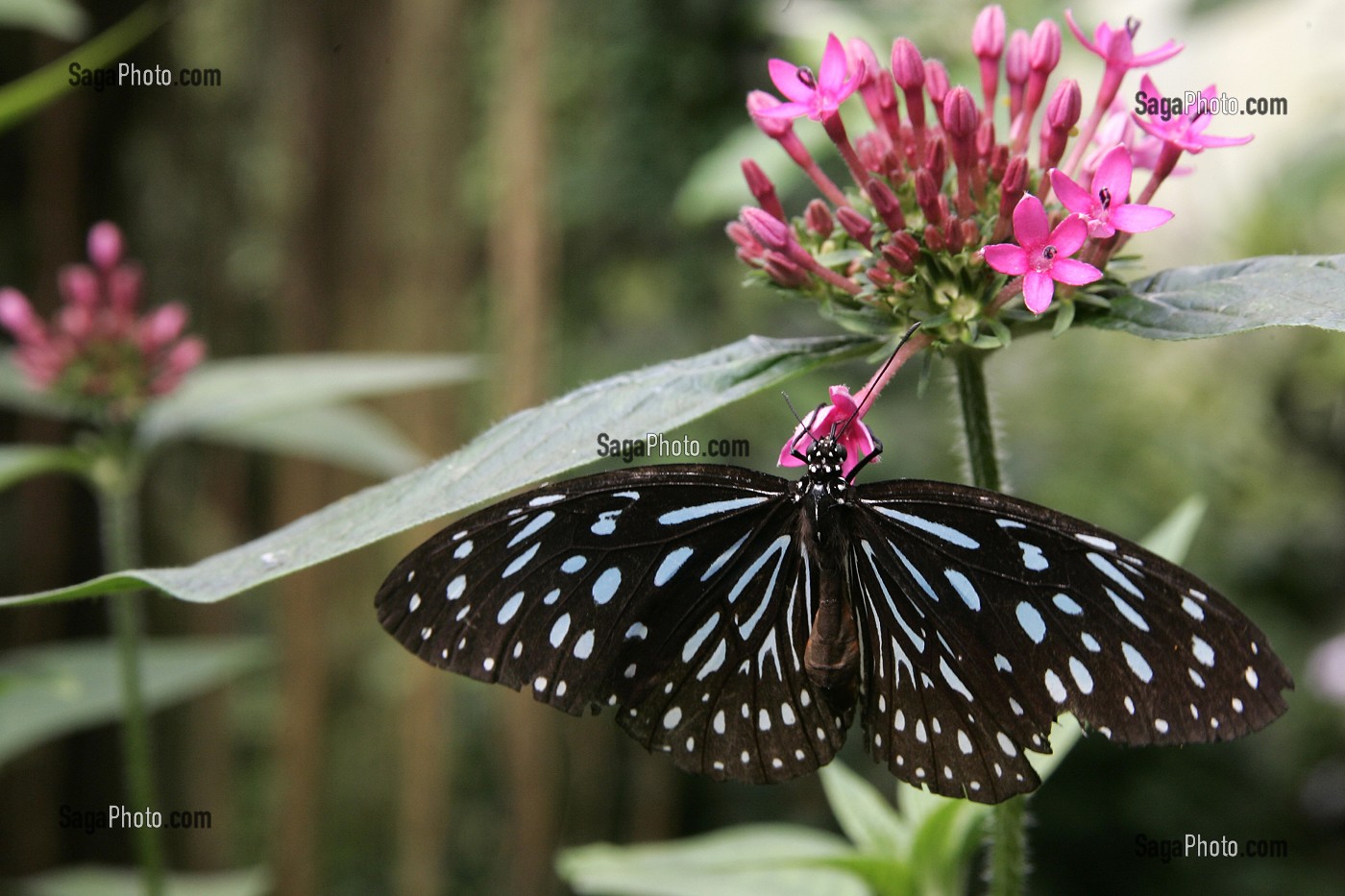 TIRUMALA SEPTENTRIONIS, SERRE TROPICALE AUX PAPILLONS, NATUROSPACE, HONFLEUR, CALVADOS (14), NORMANDIE, FRANCE 