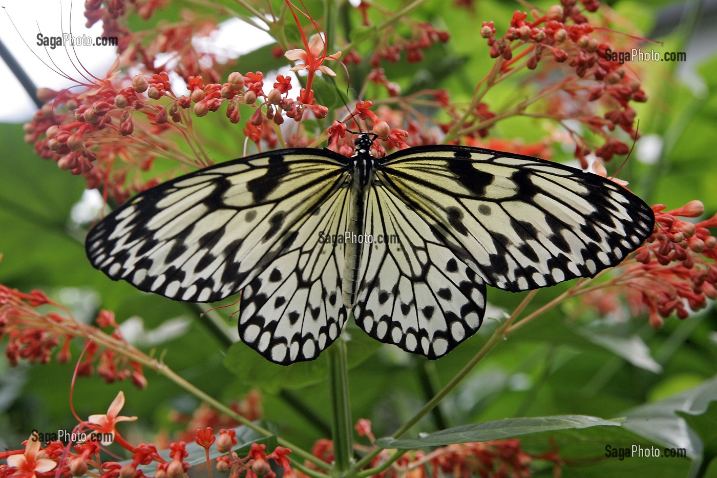 PARIDES IPHIDAMAS, COSTA RICA, SERRE TROPICALE AUX PAPILLONS, NATUROSPACE, HONFLEUR, CALVADOS (14), NORMANDIE, FRANCE 