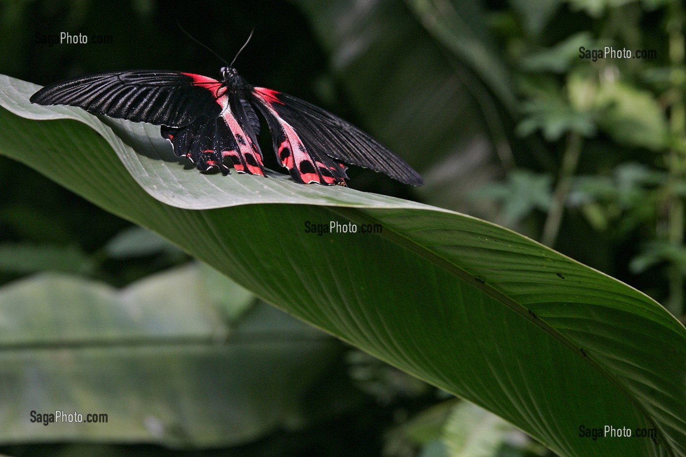 PAPILIO RUMANZOVIA, PHILIPPINES, SERRE TROPICALE AUX PAPILLONS, NATUROSPACE, HONFLEUR, CALVADOS (14), NORMANDIE, FRANCE 