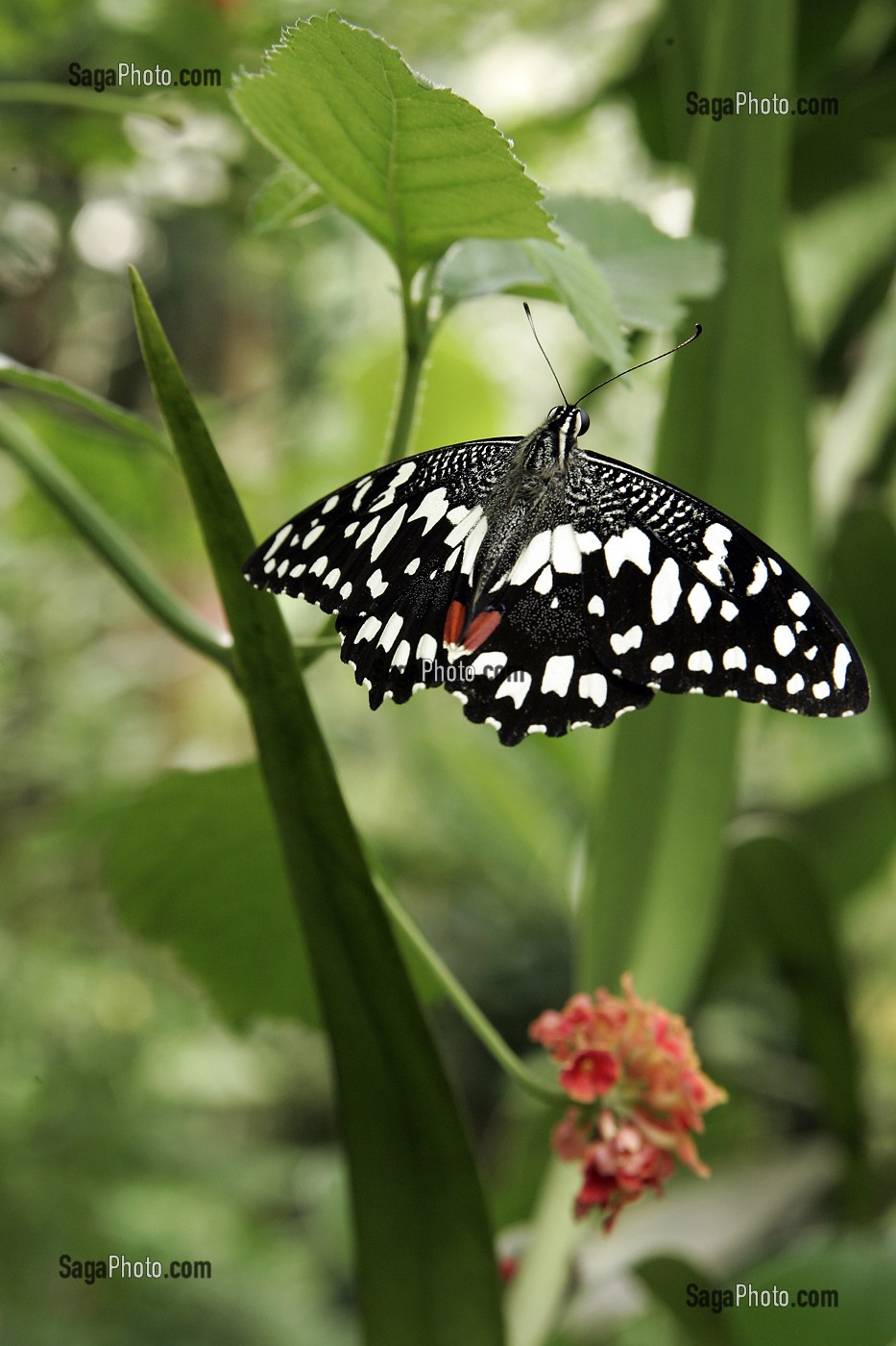 PAPILIO DEMOLEUS, PHILIPPINES, SERRE TROPICALE AUX PAPILLONS, NATUROSPACE, HONFLEUR, CALVADOS (14), NORMANDIE, FRANCE 