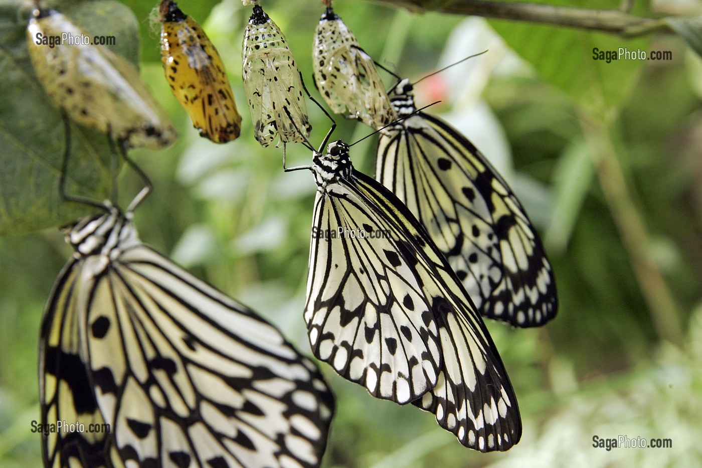 CHRYSALIDES DE PAPILLON 'IDEALEUCONOE'  DIT 'LE MOUCHOIR', SERRE TROPICALE AUX PAPILLONS, NATUROSPACE, HONFLEUR, CALVADOS (14), NORMANDIE, FRANCE 