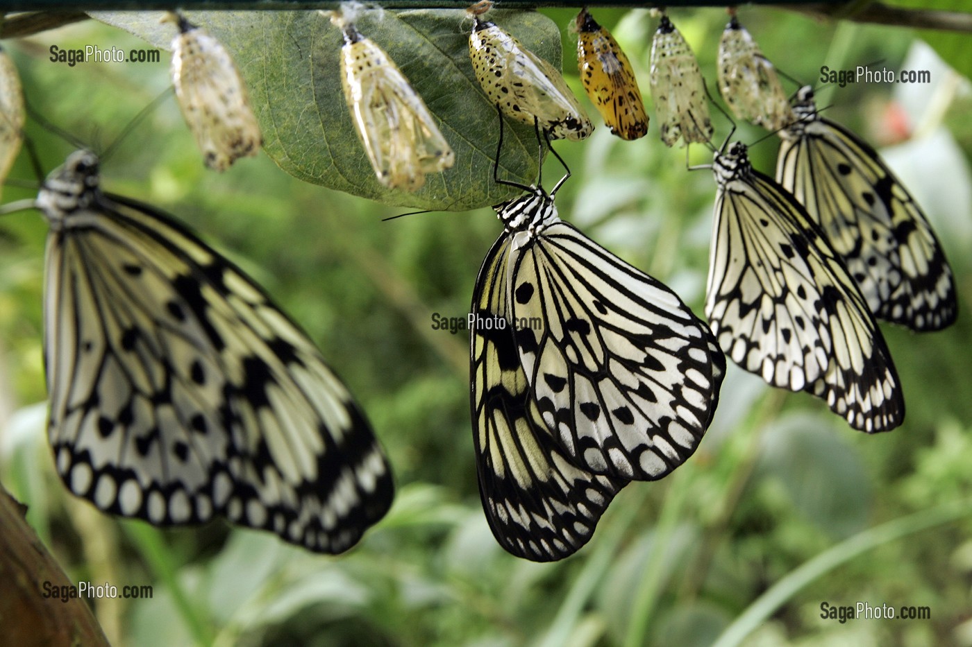 CHRYSALIDES DE PAPILLON 'IDEALEUCONOE' DIT 'LE MOUCHOIR', SERRE TROPICALE AUX PAPILLONS, NATUROSPACE, HONFLEUR, CALVADOS (14), NORMANDIE, FRANCE 