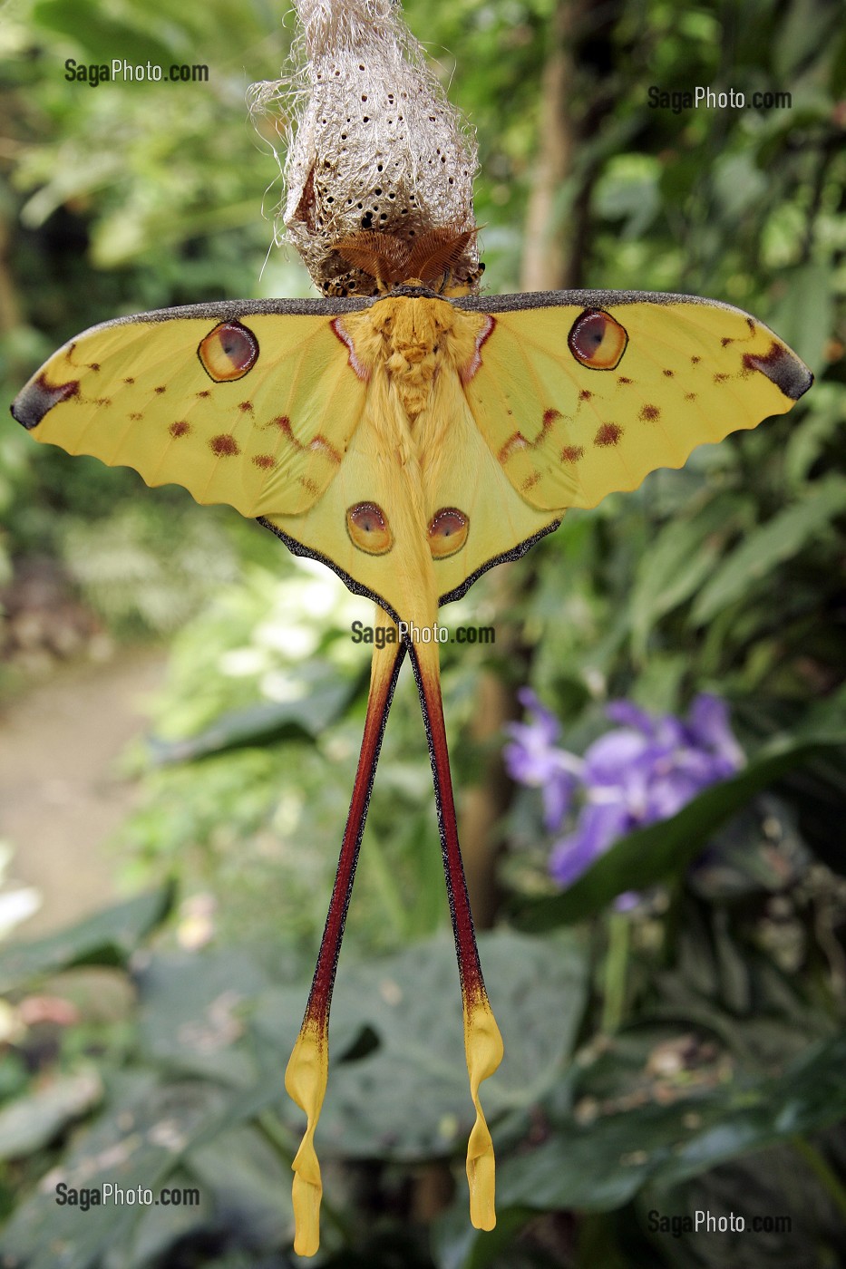 COMETE NUIT DE MADAGASCAR ARGEMANITTREI, SERRE TROPICALE AUX PAPILLONS, NATUROSPACE, HONFLEUR, CALVADOS (14), NORMANDIE, FRANCE 