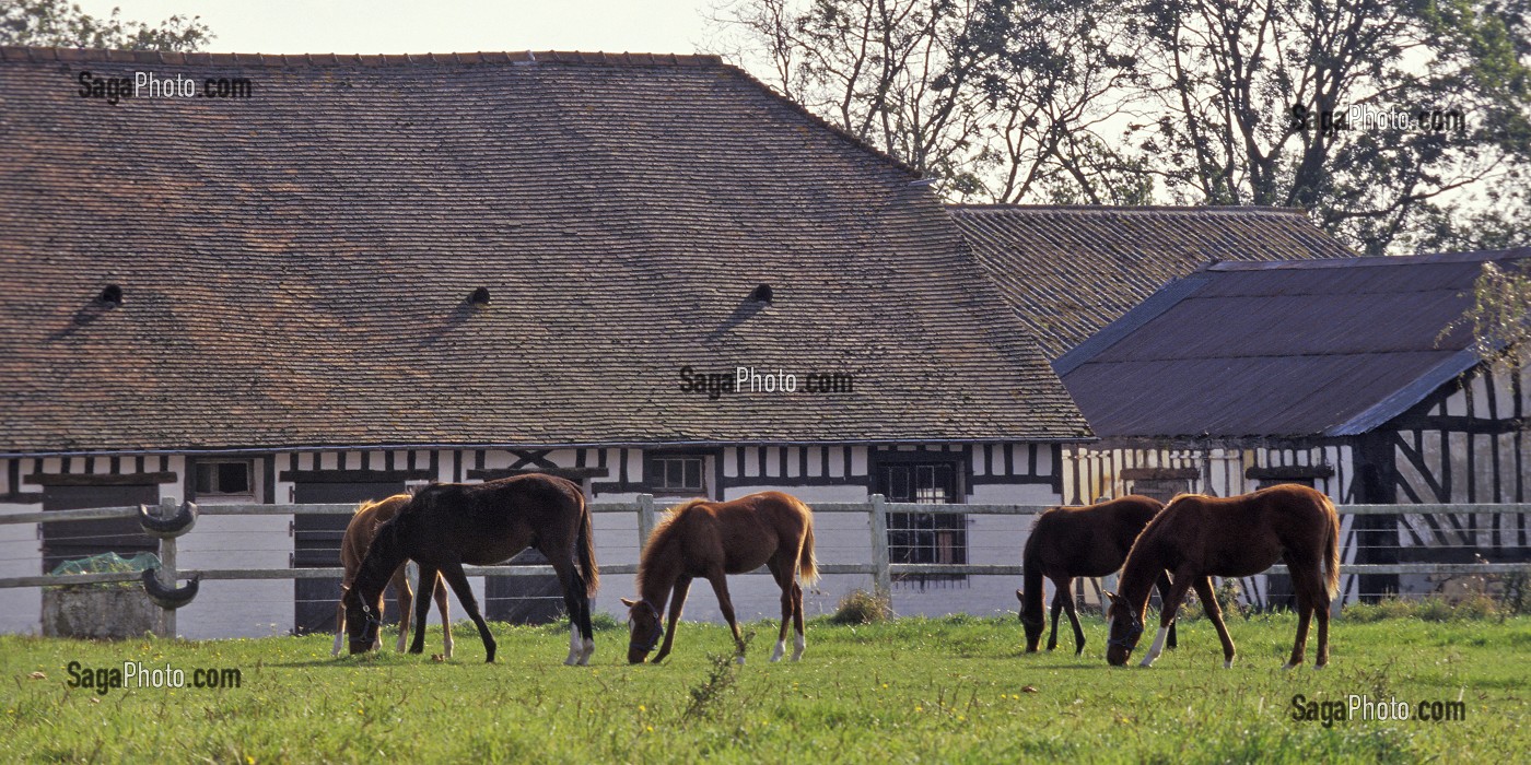 CHEVAUX AU PRE, HARAS DU MONT, CALVADOS (14), NORMANDIE, FRANCE 