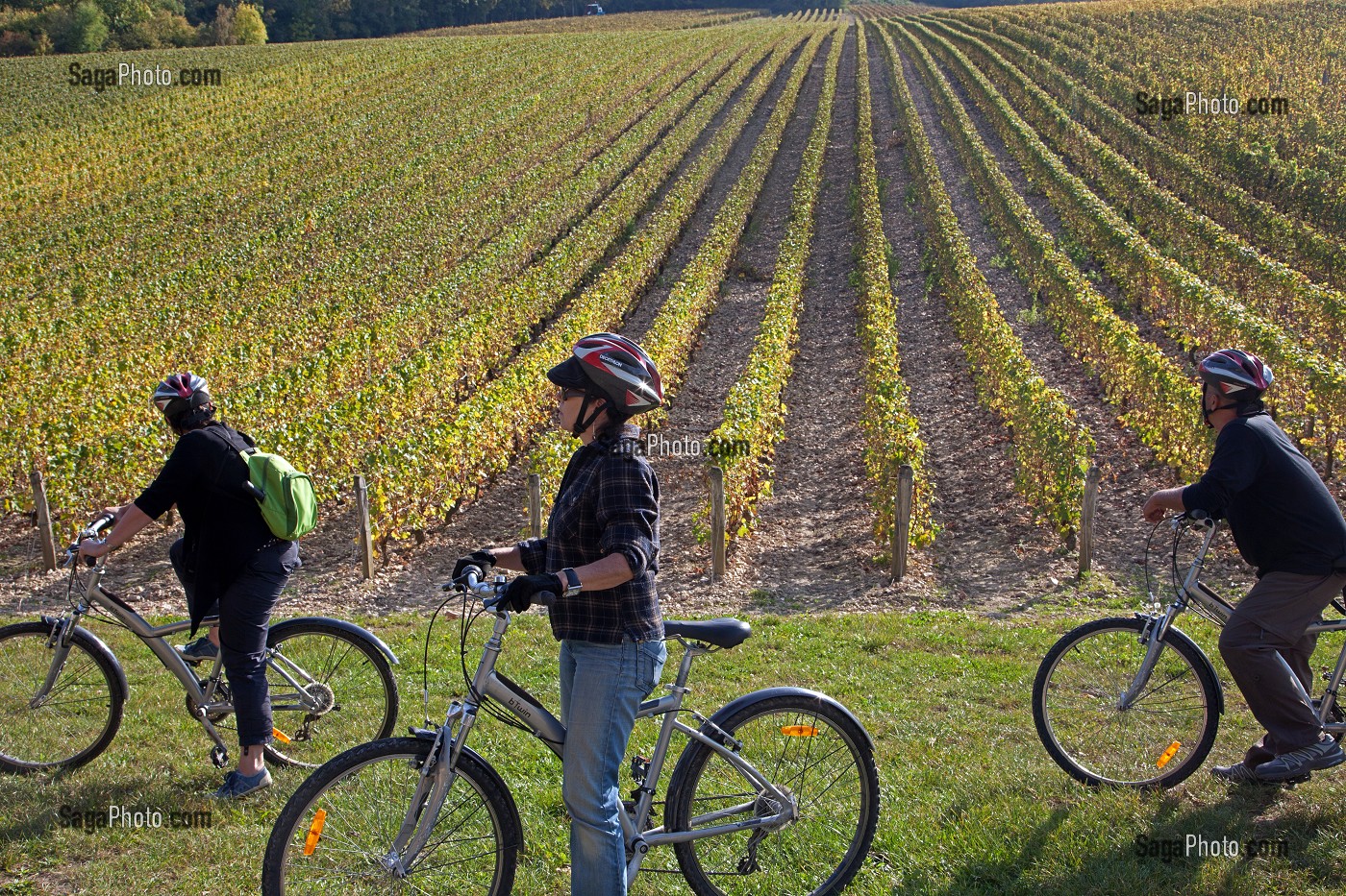 BALADE ENTRE AMIS DANS LES VIGNES AUX COULEURS D'AUTOMNE, ITINERAIRE DE LA LOIRE A VELO, SANCERRE, CHER (18), FRANCE 