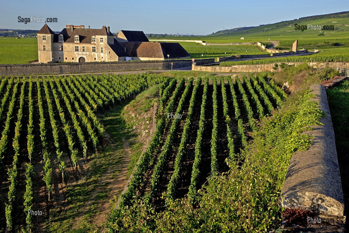 VIGNES DU DOMAINE DU CHATEAU DU CLOS VOUGEOT, SIEGE DE LA CONFRERIE DES CHEVALIERS DU TASTEVIN, ROUTE DES GRANDS CRUS DE BOURGOGNE, VOUGEOT, COTE D’OR (21), FRANCE 