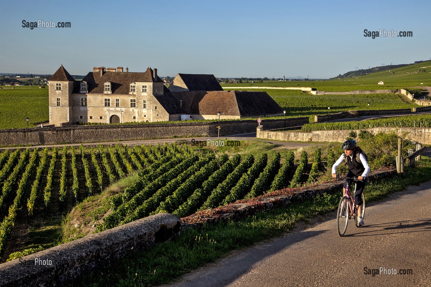 VIGNES DU DOMAINE DU CHATEAU DU CLOS VOUGEOT, SIEGE DE LA CONFRERIE DES CHEVALIERS DU TASTEVIN, ROUTE DES GRANDS CRUS DE BOURGOGNE, VOUGEOT, COTE D’OR (21), FRANCE 