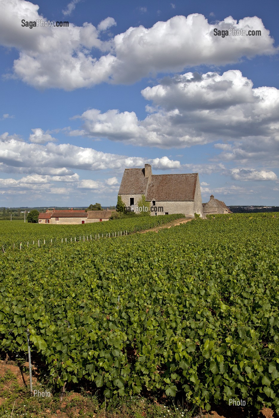 EXPLOITATION VITICOLE ET VIGNES DU DOMAINE DE CHASSAGNE-MONTRACHET, ROUTE DES GRANDS CRUS DE BOURGOGNE, COTE D’OR (21), FRANCE 