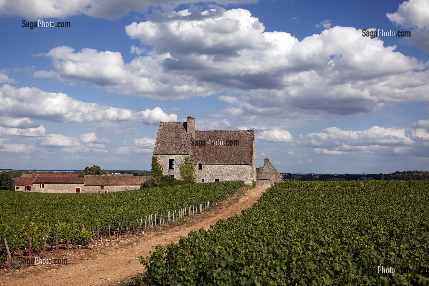 EXPLOITATION VITICOLE ET VIGNES DU DOMAINE DE CHASSAGNE-MONTRACHET, ROUTE DES GRANDS CRUS DE BOURGOGNE, COTE D’OR (21), FRANCE 