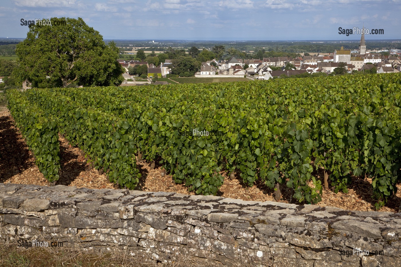 MURET EN PIERRE ENTOURANT LES VIGNES DE MEURSAULT, ROUTE DES GRANDS CRUS DE BOURGOGNE, COTE D’OR (21), FRANCE 