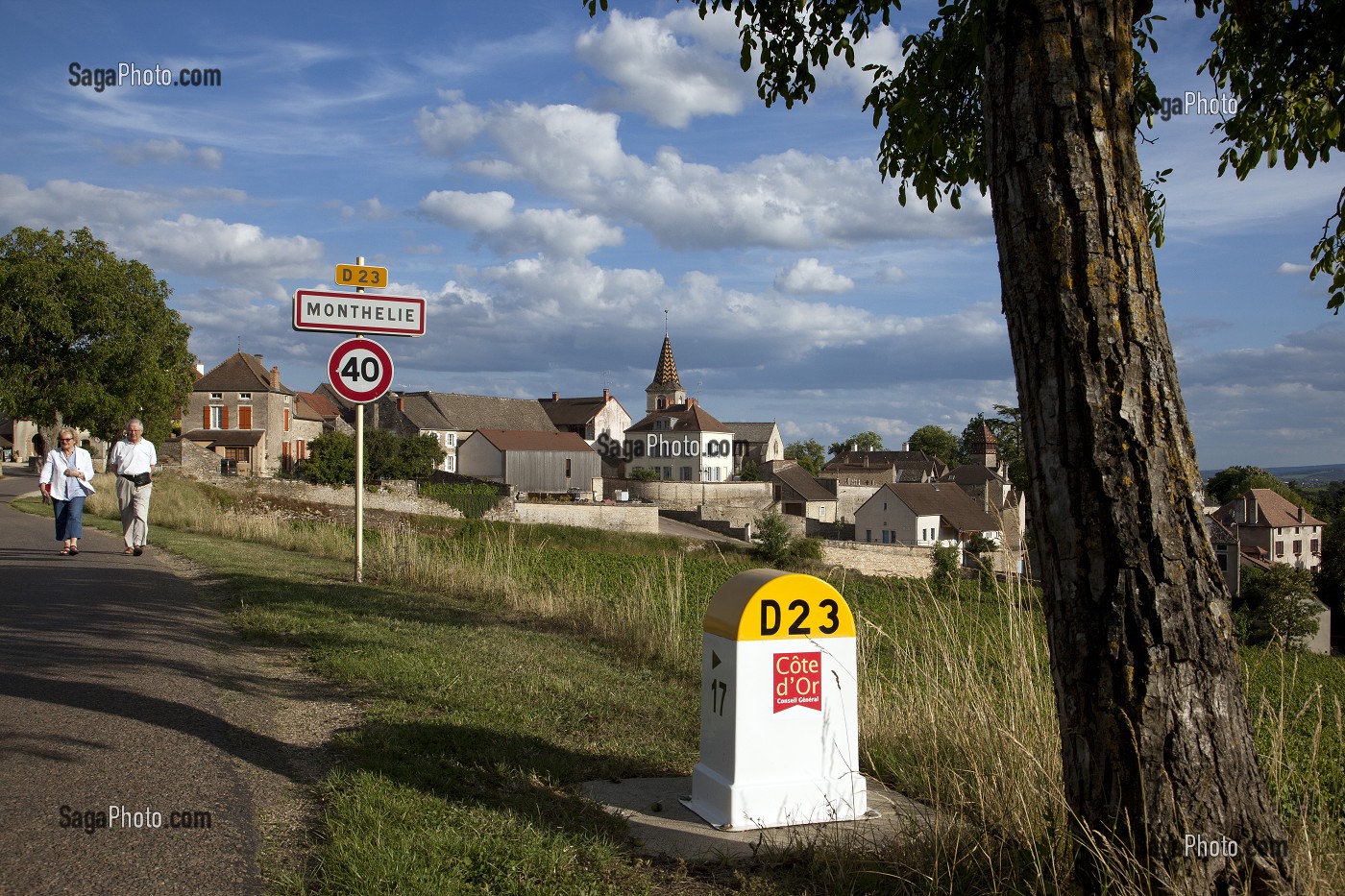 ROUTE DEPARTEMENTALE D23 DEVANT LE VILLAGE ET LES VIGNES DE MONTHELIE, ROUTE DES GRANDS CRUS DE BOURGOGNE, MONTHELIE, COTE D’OR (21), FRANCE 