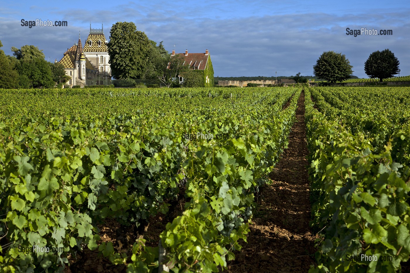 CHATEAU DE CORTON ANDRE ET VIGNES, ROUTE DES GRANDS CRUS DE BOURGOGNE, ALOXE-CORTON, COTE D’OR (21), FRANCE 