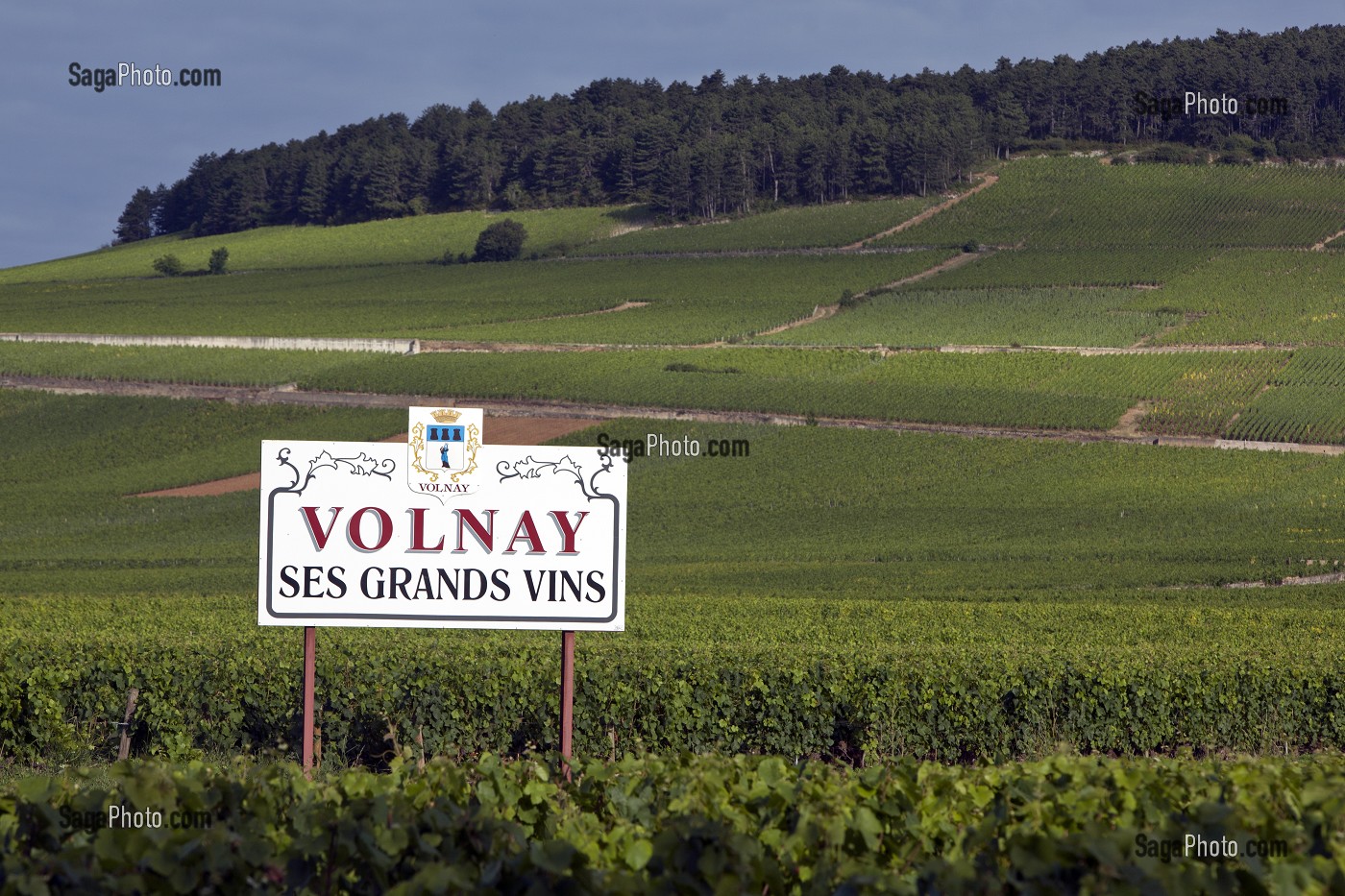 VIGNES ET PARCELLES DE VOLNAY, ROUTE DES GRANDS CRUS DES VINS DE BOURGOGNE, COTE D'OR (21), FRANCE