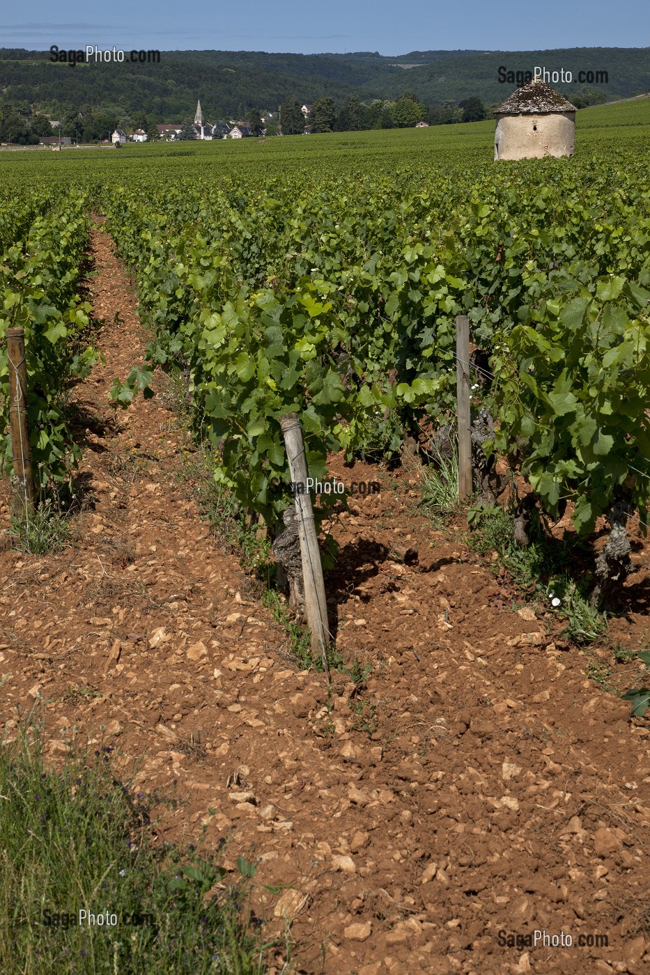 VIGNES ET CABOTTE (PETITE CABANE EN PIERRE SERVANT D'ABRI AUX VIGNERONS), ROUTE DES GRANDS CRUS DES VINS DE BOURGOGNE, SAVIGNY-LES-BEAUNE, COTE D'OR (21), FRANCE