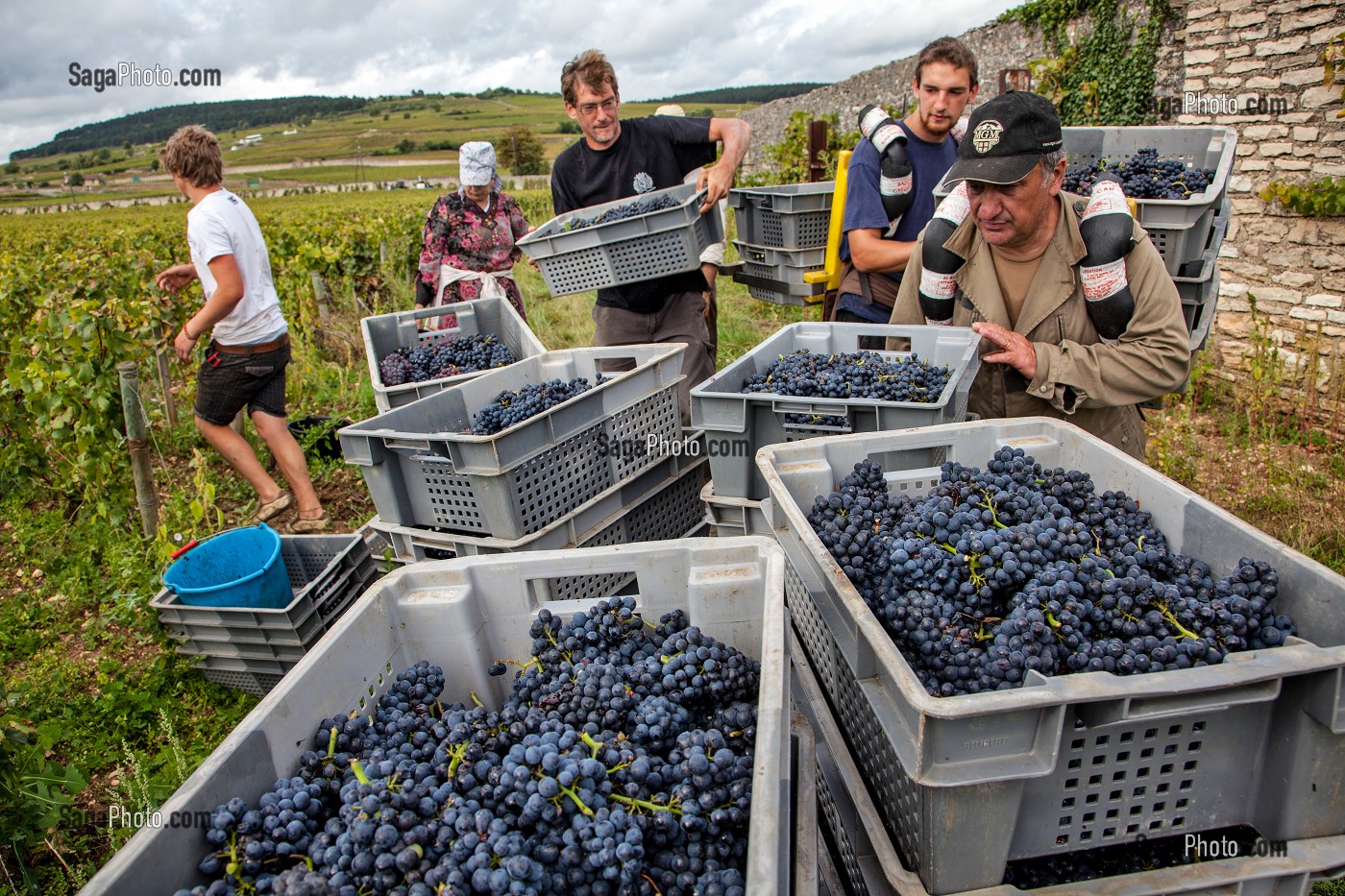 PORTEURS DE CAGETTES, VENDANGES MANUELLES DE LA VIGNE, CEPAGE PINOT NOIR, DOMAINE PRIVE DU CHATEAU DE POMMARD, COTE-D’OR (21), BOURGOGNE, FRANCE 