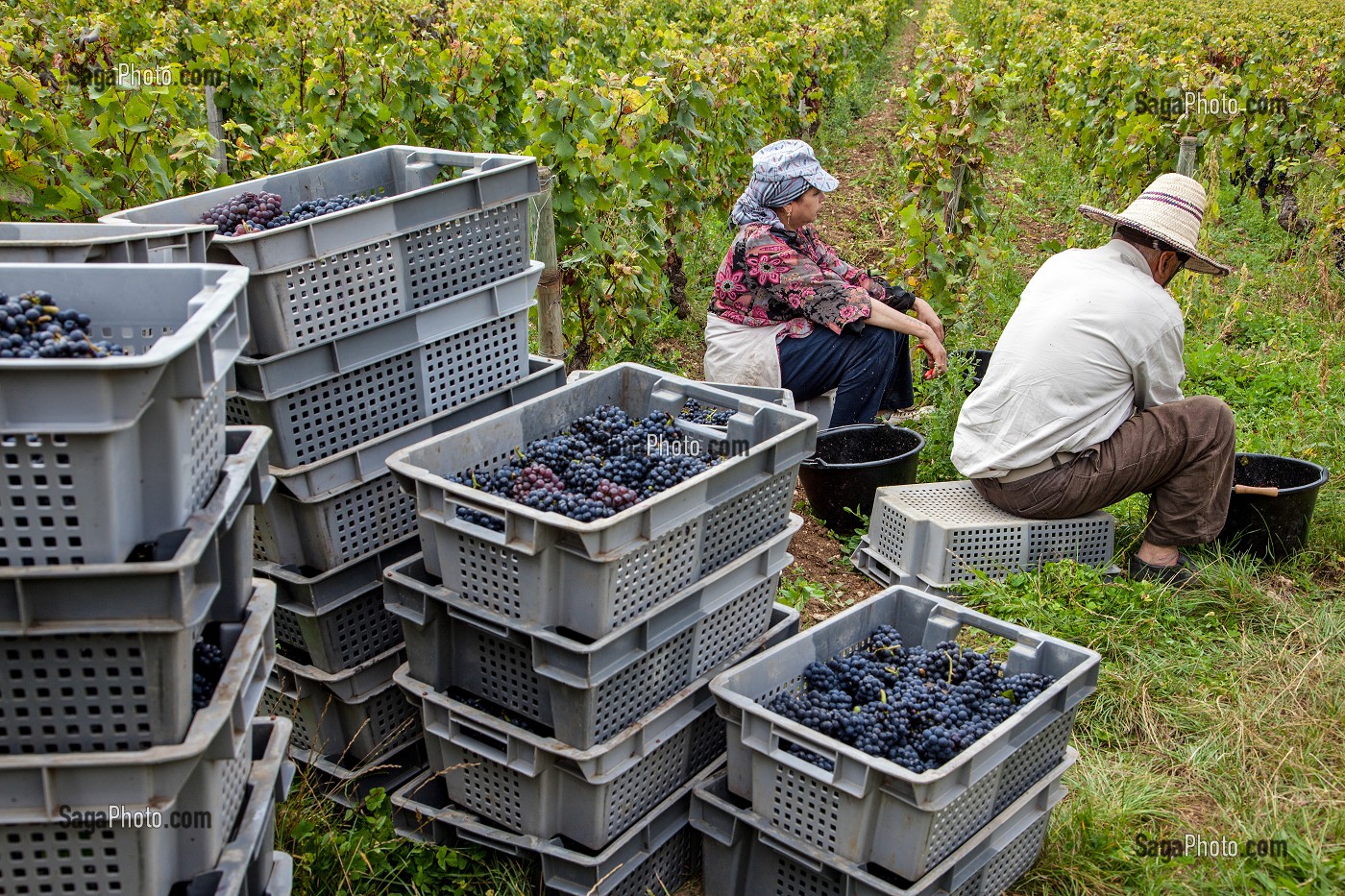 PAUSE DES VENDANGEURS, VENDANGES MANUELLES DE LA VIGNE, CEPAGE PINOT NOIR, DOMAINE PRIVE DU CHATEAU DE POMMARD, COTE-D’OR (21), BOURGOGNE, FRANCE 