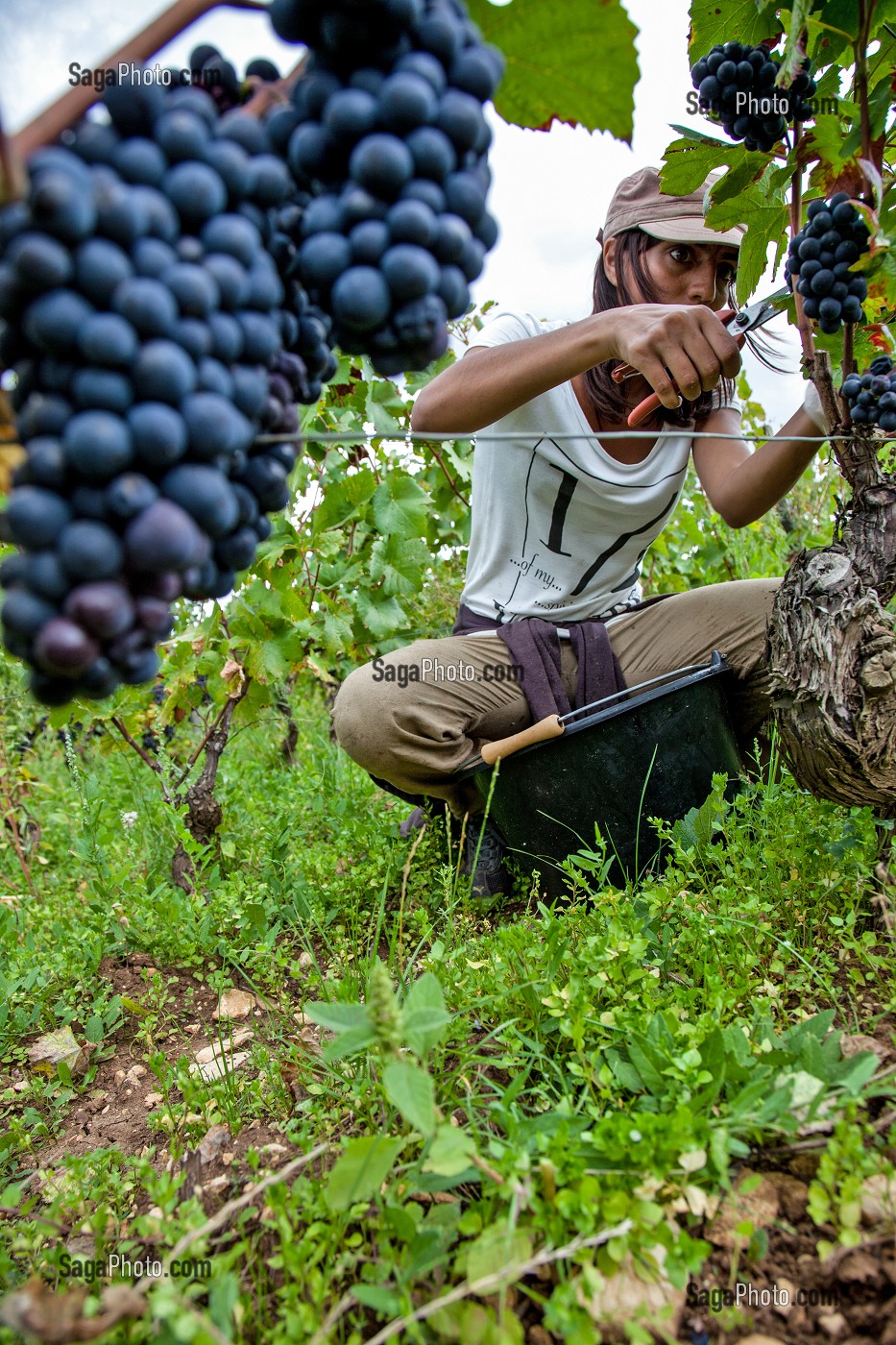 VENDANGES MANUELLES DE LA VIGNE, CEPAGE PINOT NOIR, DOMAINE PRIVE DU CHATEAU DE POMMARD, COTE-D’OR (21), BOURGOGNE, FRANCE 