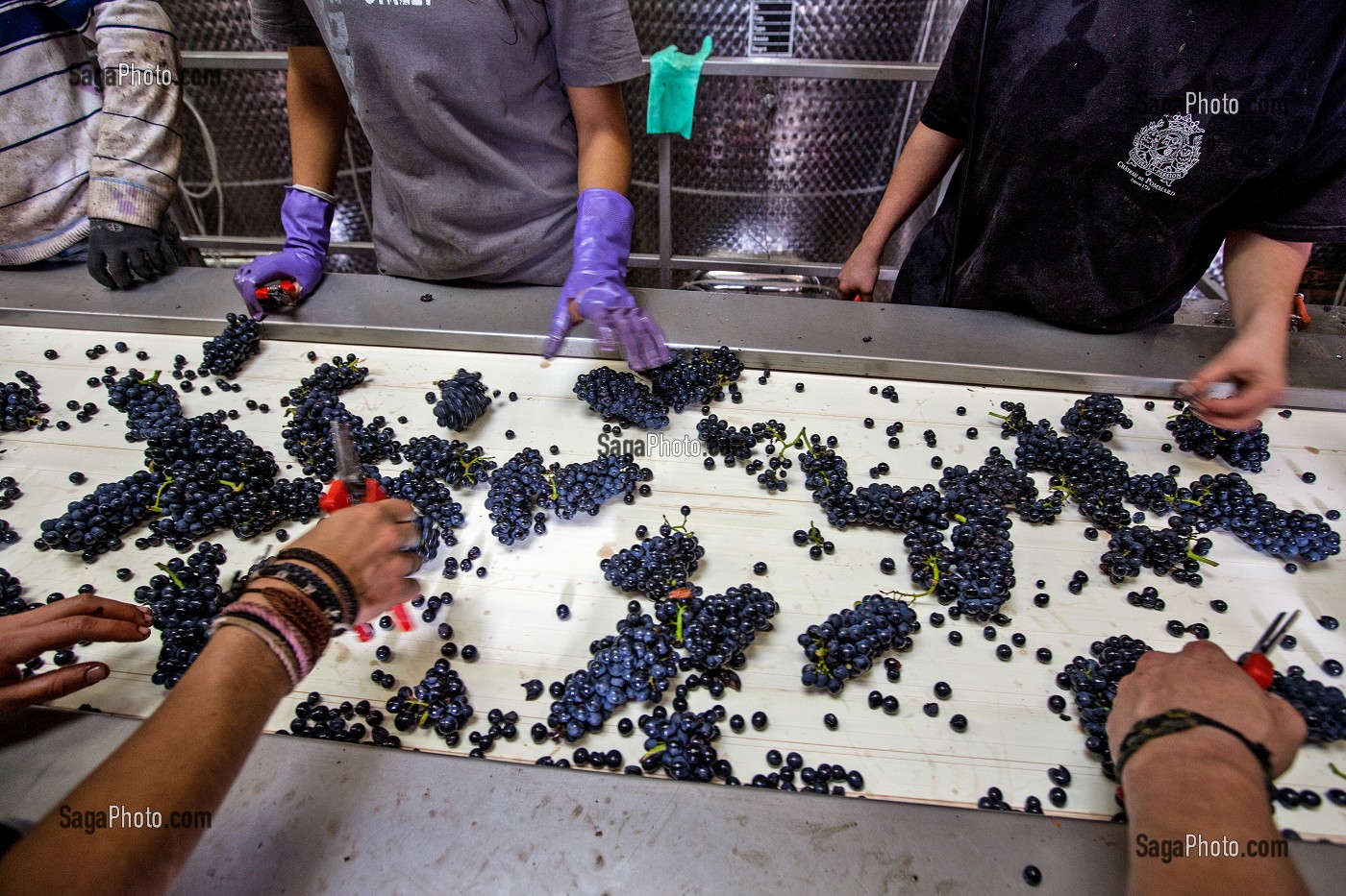 SELECTION MANUELLE DU RAISIN SUR LA TABLE DE TRI, RECEPTION DE LA VENDANGE AU CHAI, VINIFICATION, CEPAGE PINOT NOIR, DOMAINE PRIVE DU CHATEAU DE POMMARD, COTE-D’OR (21), BOURGOGNE, FRANCE 
