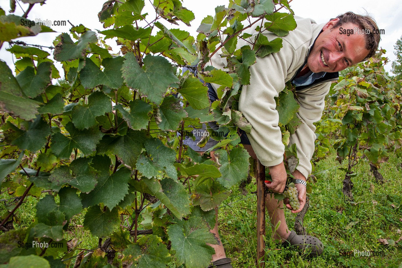 VENDANGES MANUELLES DE LA VIGNE, BOURGOGNE BLANC, DOMAINE VITICOLE HUBER-VERDEREAU, VOLNAY, COTE-D’OR (21), BOURGOGNE, FRANCE 