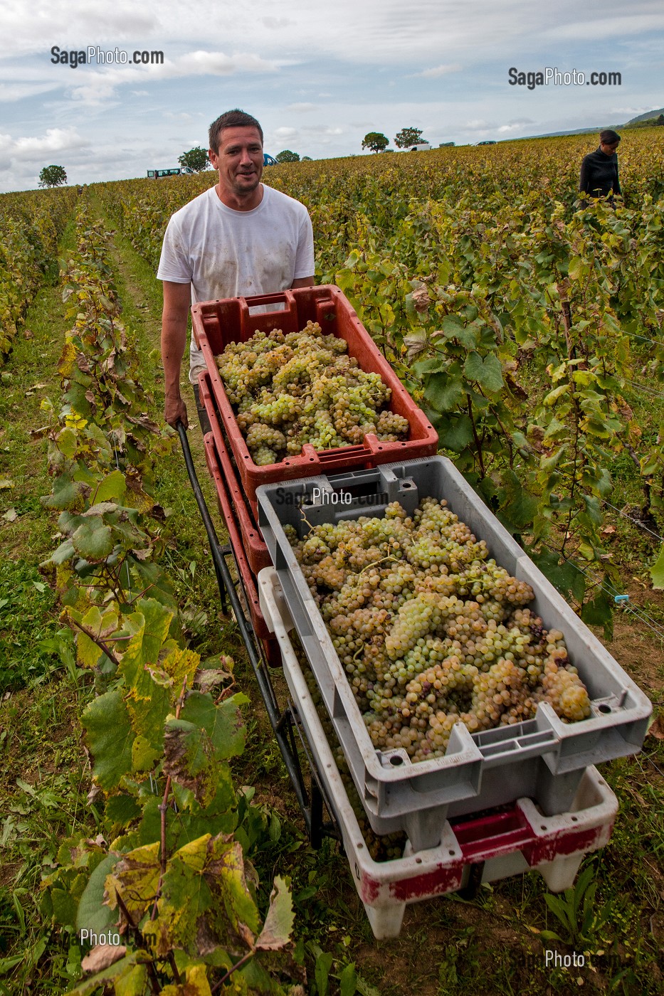 VENDANGES MANUELLES DE LA VIGNE, BOURGOGNE BLANC, DOMAINE VITICOLE HUBER-VERDEREAU, VOLNAY, COTE-D’OR (21), BOURGOGNE, FRANCE 