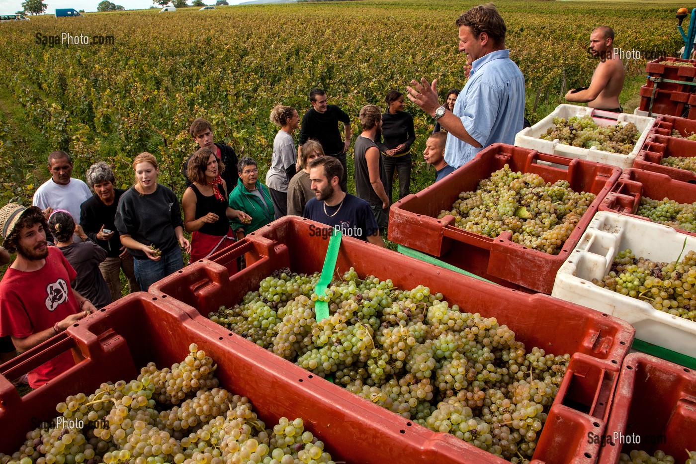 VENDANGES MANUELLES DE LA VIGNE, BOURGOGNE BLANC, DOMAINE VITICOLE HUBER-VERDEREAU, VOLNAY, COTE-D’OR (21), BOURGOGNE, FRANCE 
