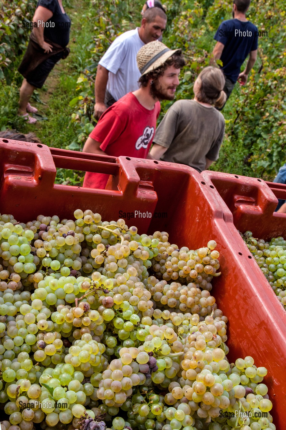 VENDANGES MANUELLES DE LA VIGNE, BOURGOGNE BLANC, DOMAINE VITICOLE HUBER-VERDEREAU, VOLNAY, COTE-D’OR (21), BOURGOGNE, FRANCE 