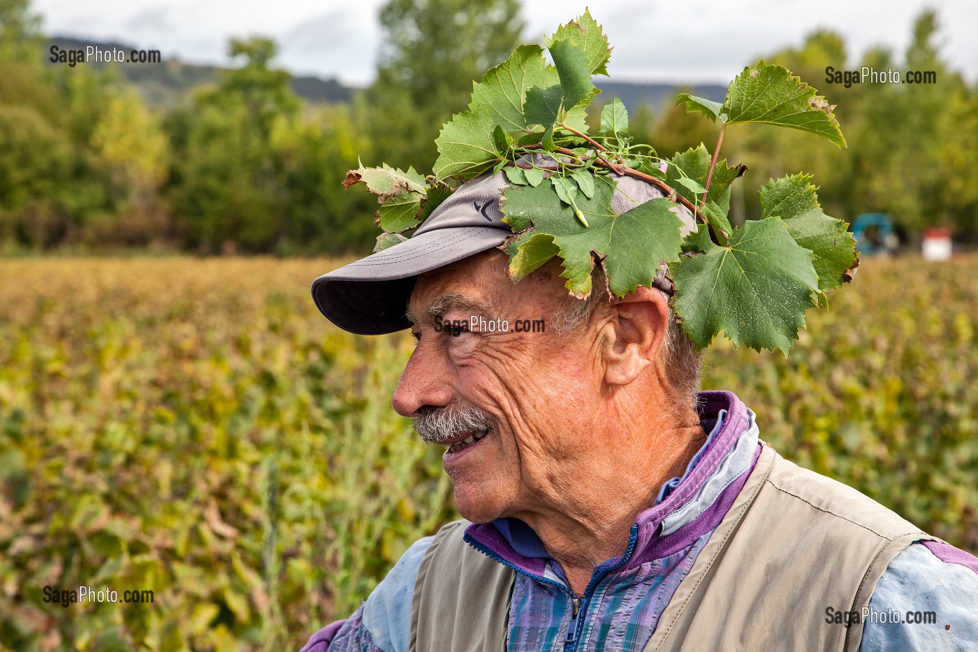 BAN BOURGUIGNON DANS LES VIGNES, FETE TRADITIONNELLE DU DERNIER JOUR DE VENDANGES MANUELLES, BOURGOGNE BLANC, DOMAINE VITICOLE HUBER-VERDEREAU, VOLNAY, COTE-D’OR (21), BOURGOGNE, FRANCE 