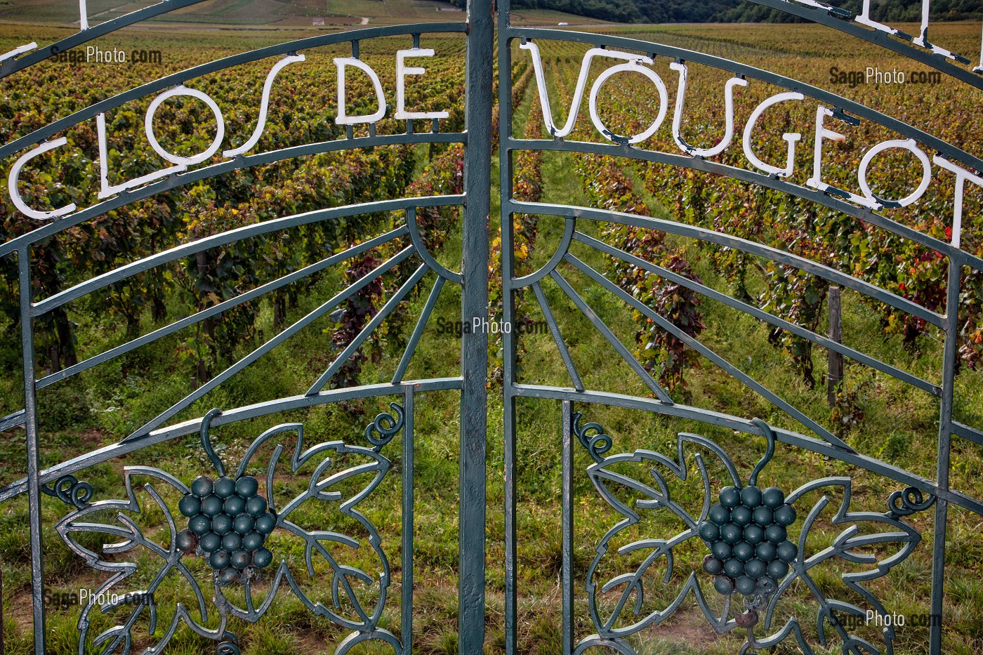 PORTAIL, DOMAINE VITICOLE DU CLOS DE VOUGEOT, CEPAGE PINOT NOIR, COTE D’OR (21), BOURGOGNE, FRANCE 