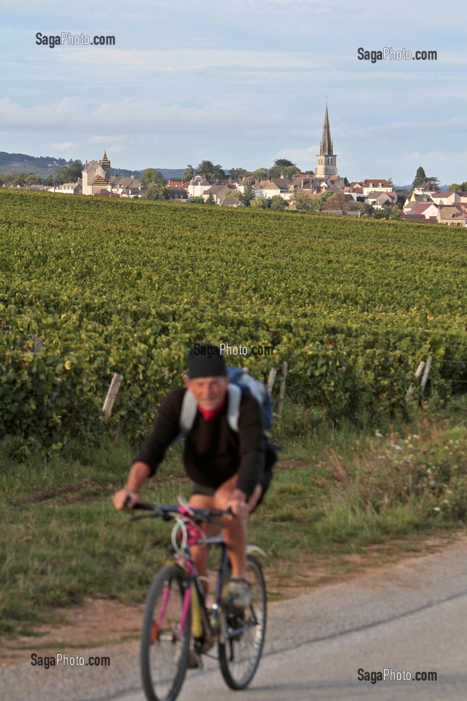 CYCLOTOURISME. CYCLISTE PASSANT DEVANT LES VIGNES ET LE VILLAGE DE MEURSAULT, ROUTE DES GRANDS CRUS DE BOURGOGNE, COTE D'OR (21), FRANCE 