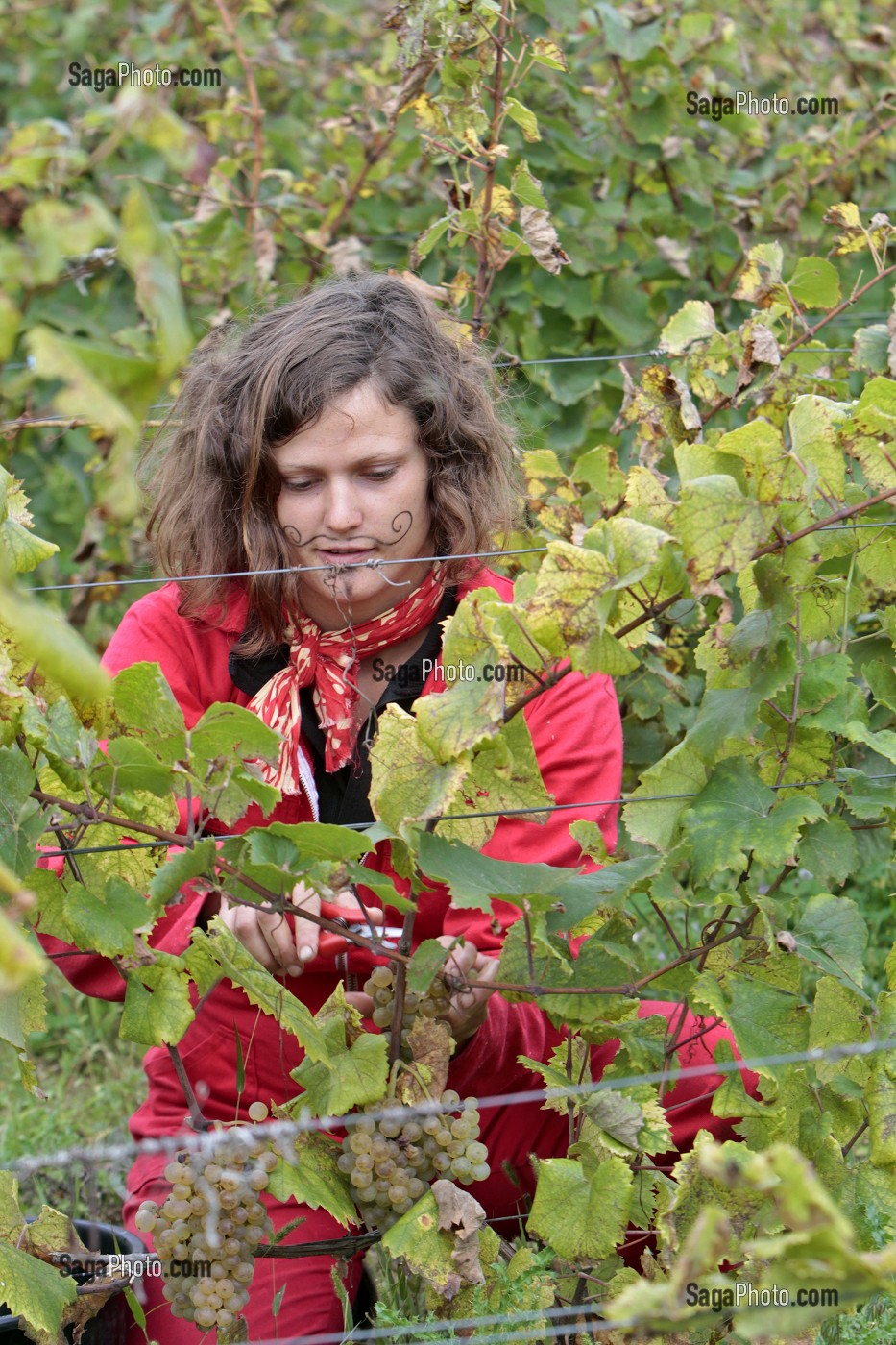 VENDANGES MANUELLES DE LA VIGNE, BOURGOGNE BLANC, DOMAINE VITICOLE HUBER-VERDEREAU, VOLNAY, COTE-D'OR (21), BOURGOGNE, FRANCE 