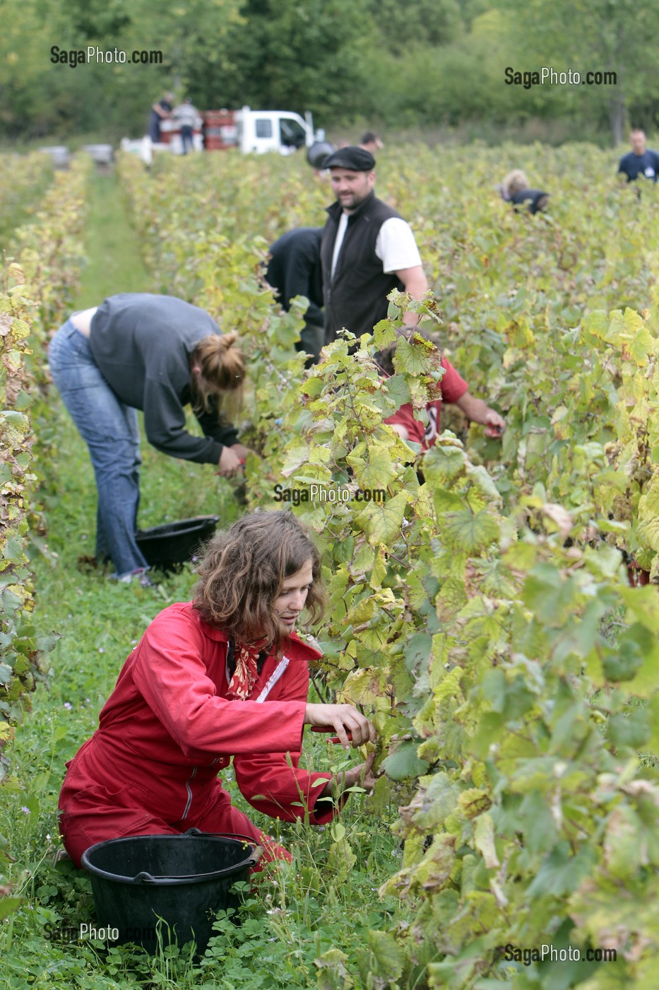 VENDANGES MANUELLES DE LA VIGNE, BOURGOGNE BLANC, DOMAINE VITICOLE HUBER-VERDEREAU, VOLNAY, COTE-D'OR (21), BOURGOGNE, FRANCE 