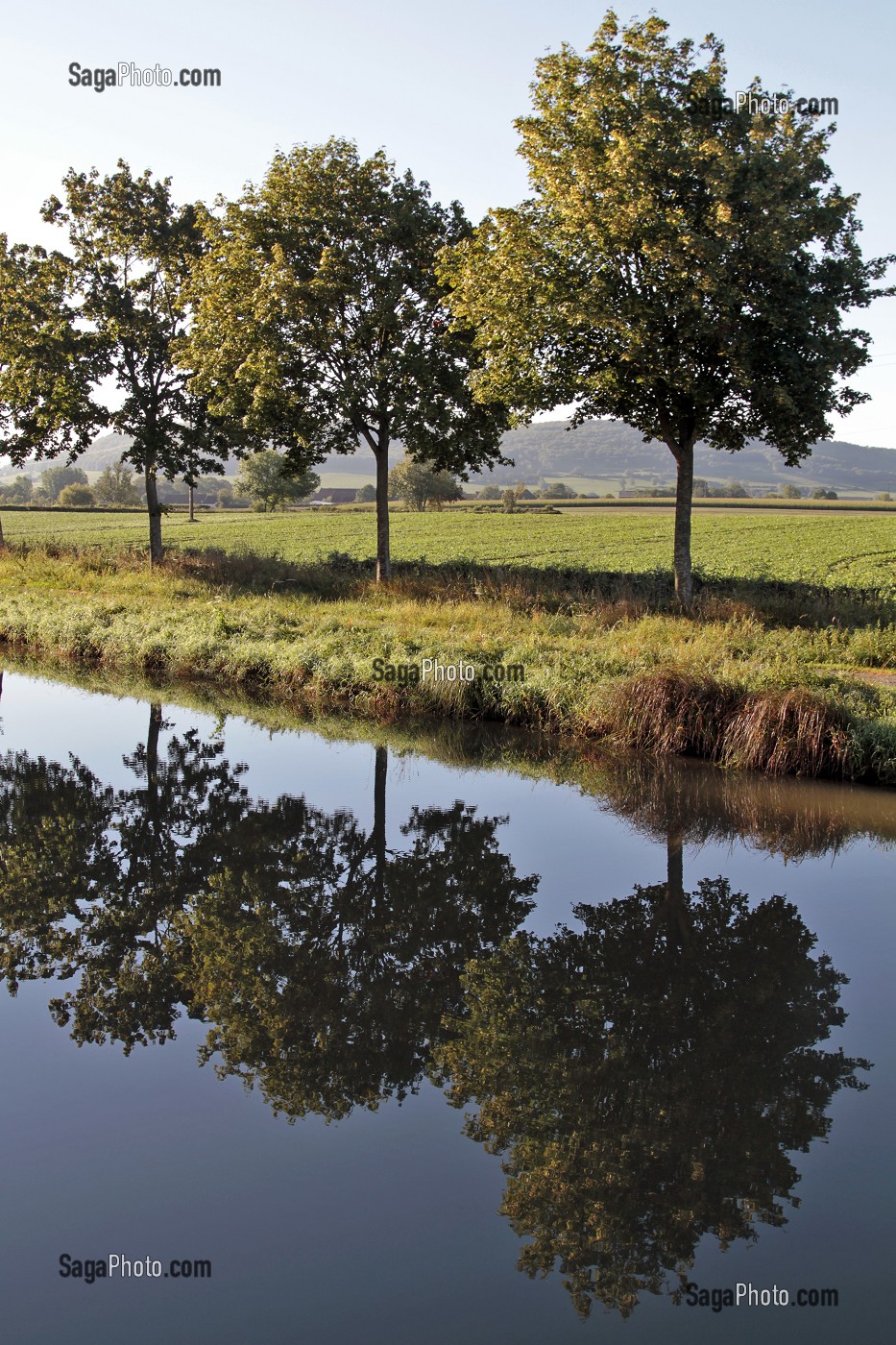 CHEMIN DE HALAGE BORDE D'ARBRES, CANAL DE BOURGOGNE, VANDENESSE-EN-AUXOIS, COTE D’OR (21), BOURGOGNE, FRANCE 