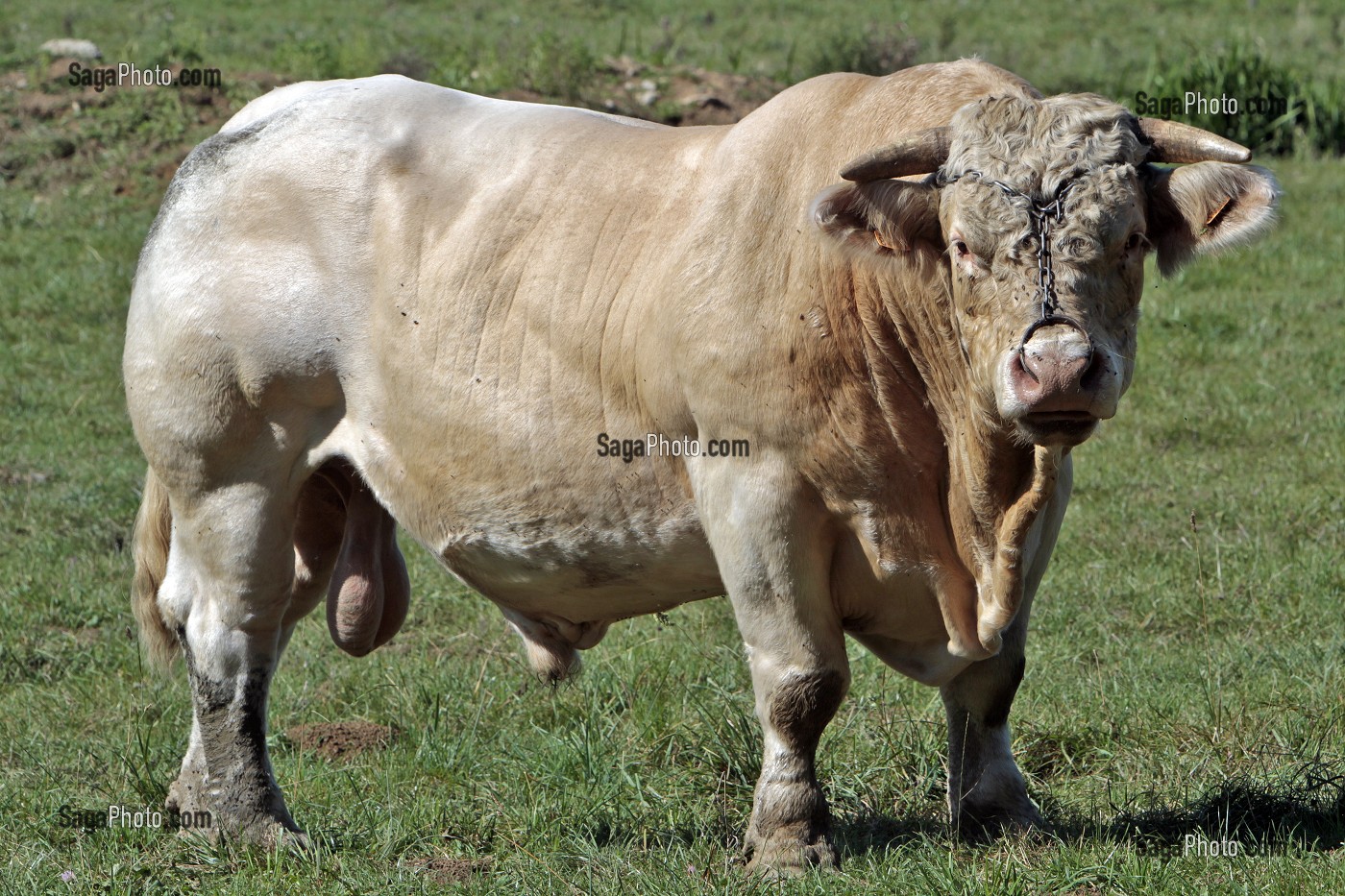 TAUREAU CHAROLAIS DANS UN PRE EN AUXOIS, COTE D’OR (21), BOURGOGNE, FRANCE 