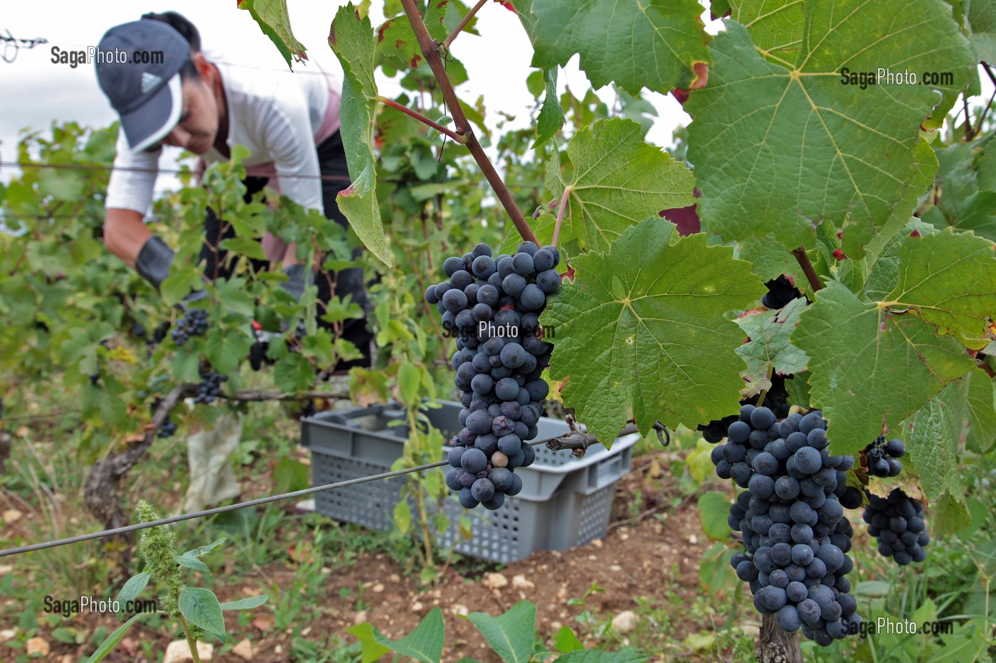 VENDANGES MANUELLES DE LA VIGNE, CEPAGE PINOT NOIR, DOMAINE PRIVE DU CHATEAU DE POMMARD, COTE-D’OR (21), BOURGOGNE, FRANCE 