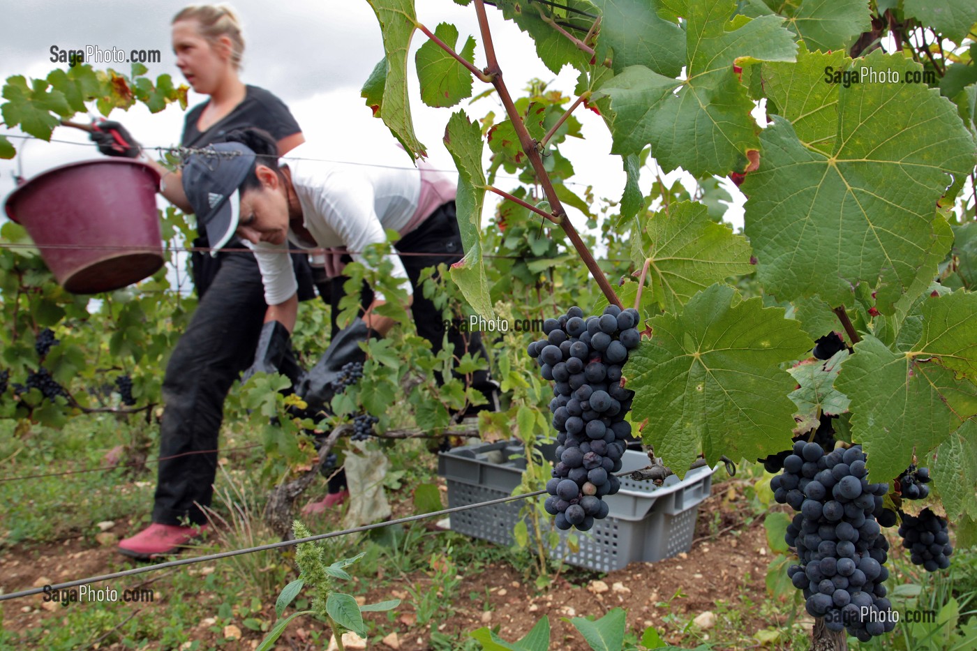 VENDANGES MANUELLES DE LA VIGNE, CEPAGE PINOT NOIR, DOMAINE PRIVE DU CHATEAU DE POMMARD, COTE-D’OR (21), BOURGOGNE, FRANCE 